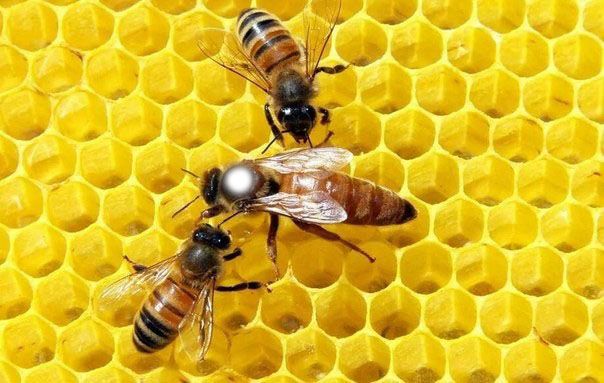 Бджоломатка Бакфаст F1, плідна, мічена