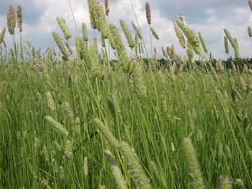Семена травы для сенокоса и пастбищ (травосмесь)