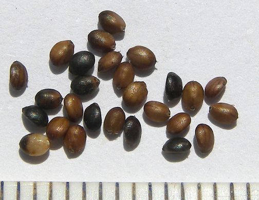 Шалфей мутовчатый (кольчатый) семена